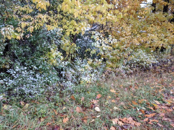 snow on leaves October Ironwood